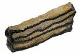 Mammoth Molar Slice With Case - South Carolina #106512-2